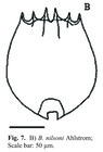 Brachionus nilsoni