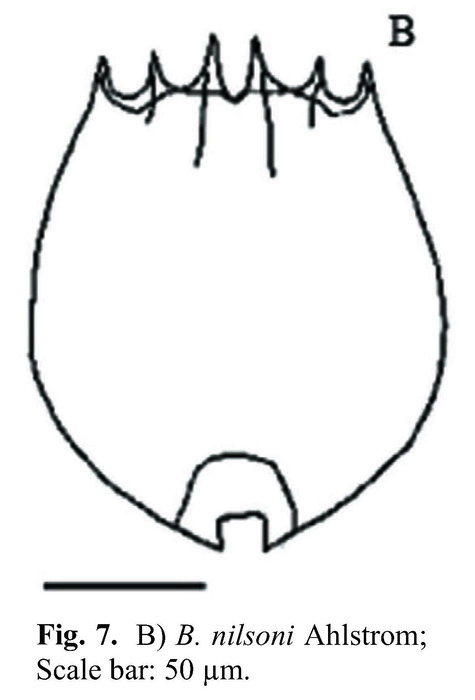 Brachionus nilsoni Brachionus nilsoni