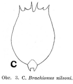 Brachionus nilsoni