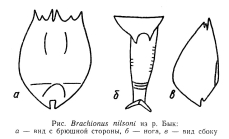 Brachionus nilsoni