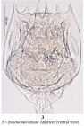 Brachionus nilsoni