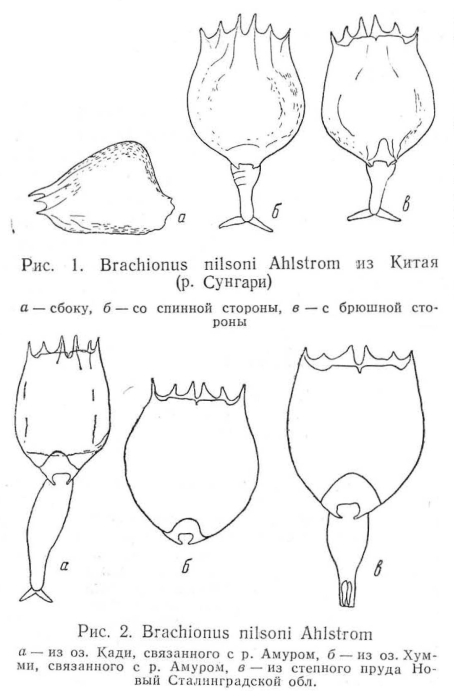 Brachionus nilsoni Brachionus nilsoni