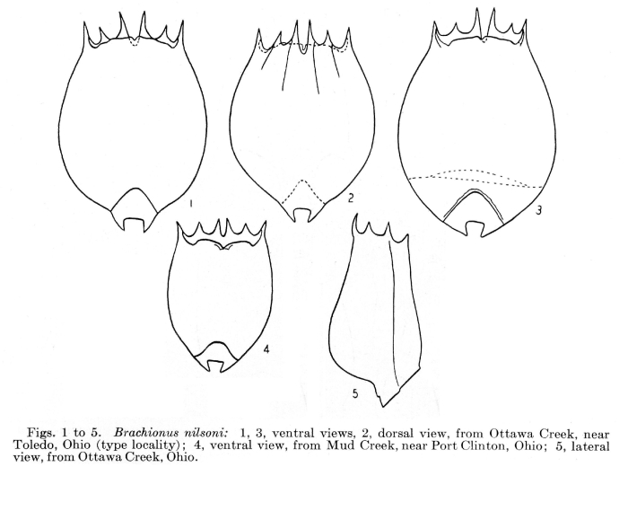 Brachionus nilsoni - Original description image