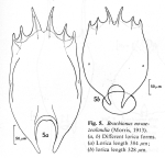 Brachionus novaezealandiae