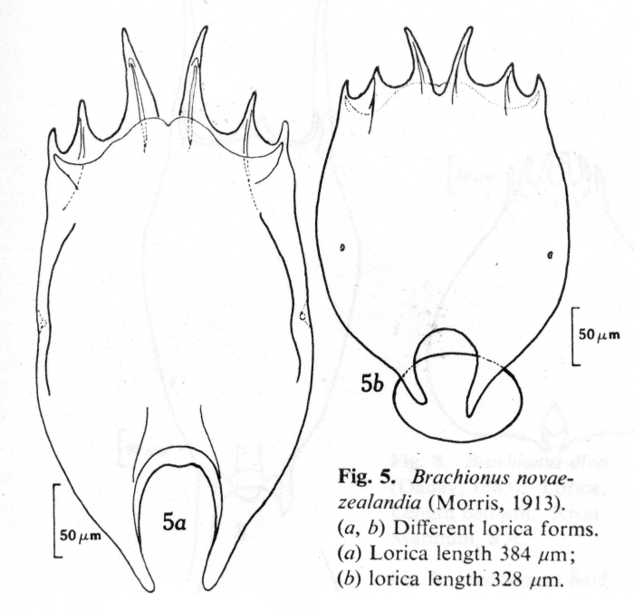Brachionus novaezealandiae