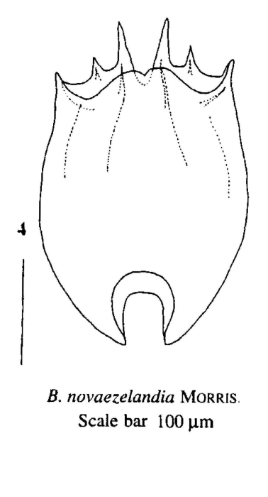 Brachionus novaezealandiae