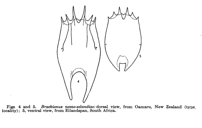 Brachionus novaezealandiae
