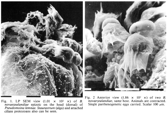 Brachionus novaezealandiae
