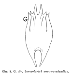 Brachionus novaezealandiae