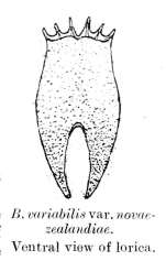 Brachionus novaezealandiae - Original description image