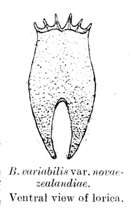Brachionus novaezealandiae - Original description image
