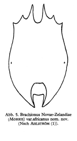 Brachionus novaezealandiae var. africanus - Original description image