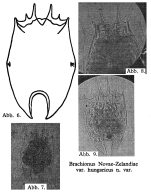 Brachionus novaezealandiae var. hungaricus - Original description image