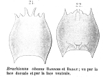 Brachionus obesus - Original description image