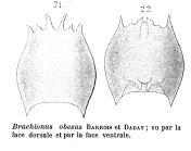 Brachionus obesus - Original description image