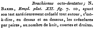 Brachionus octodentatus - Original description image