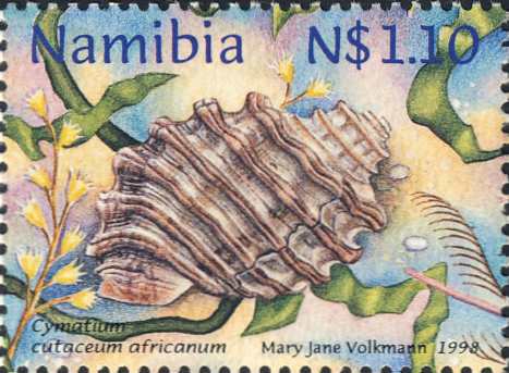 Cymatium cutaceum Cymatium cutaceum