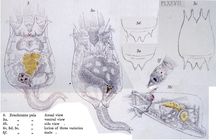 Brachionus pala