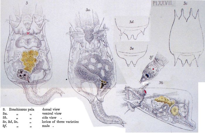 Brachionus pala