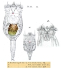 Brachionus pala