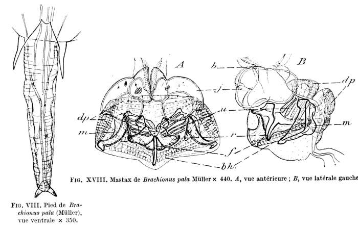 Brachionus pala