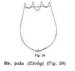 Brachionus pala