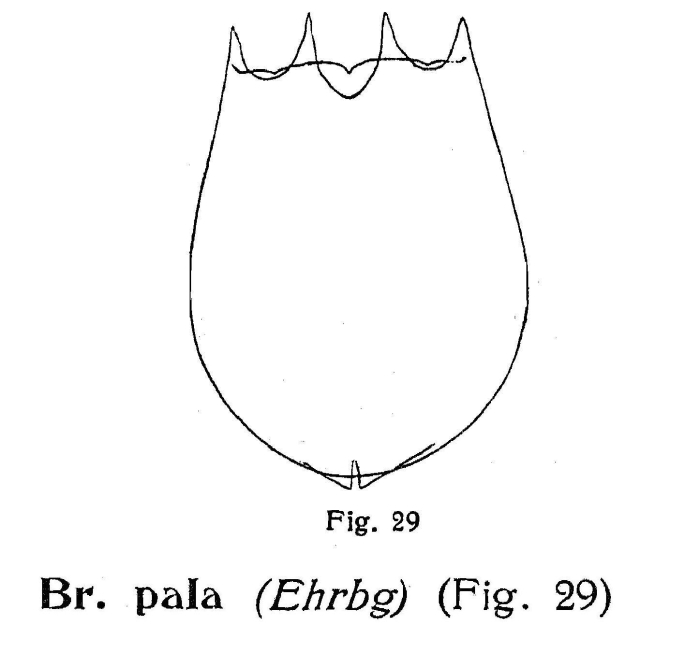 Brachionus pala