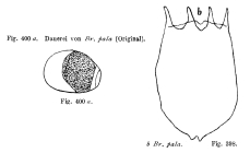 Brachionus pala