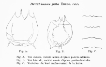 Brachionus pala