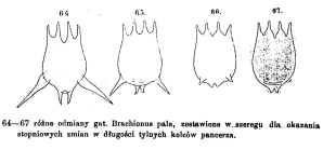 Brachionus pala