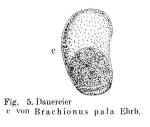 Brachionus pala