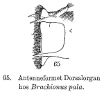Brachionus pala