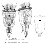 Brachionus pala