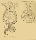 Brachionus pala