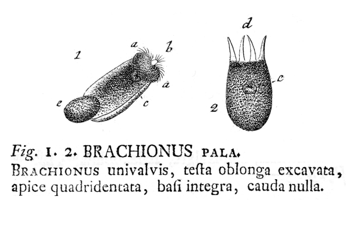 Brachionus pala - Original description image