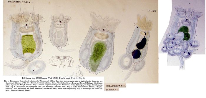 Brachionus pala - Original description image