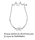 Brachionus pala var. brycei - Original description image