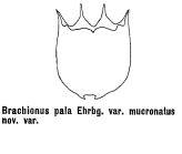 Brachionus pala var. mucronatus - Original description image