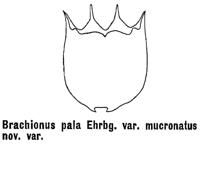 Brachionus pala var. mucronatus - Original description image