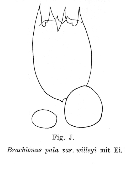 Brachionus pala var. willeyi - Original description image