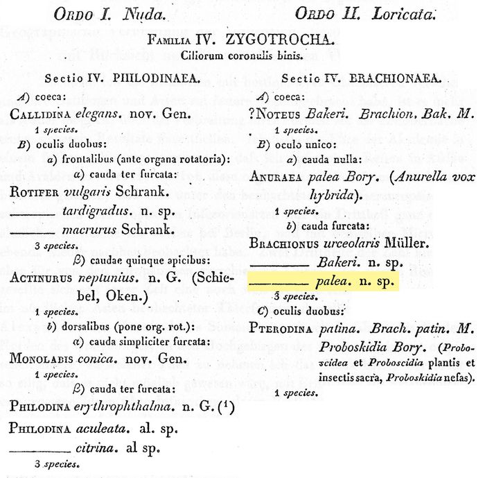 Brachionus palea - Original description image