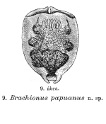 Brachionus papuanus - Original description image