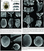 Brachionus paranguensis - Original description image