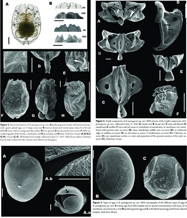 Brachionus paranguensis - Original description image