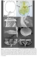 Brachionus paranguensis ventanillensis - Original description image