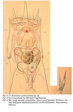 Brachionus pentacanthus - Original description image