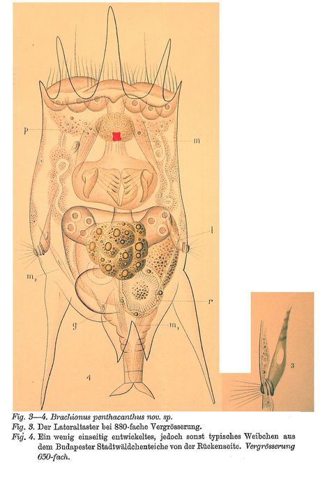 Brachionus pentacanthus