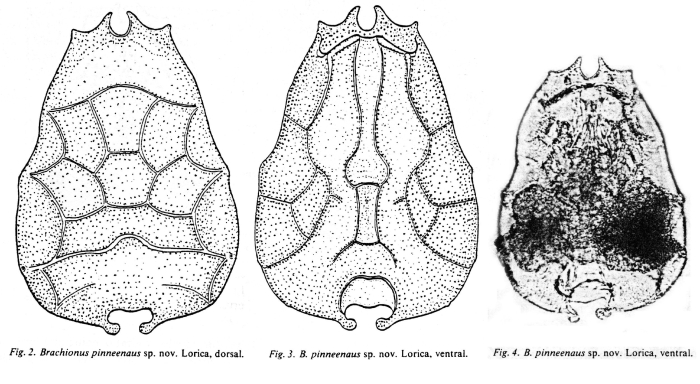 Brachionus pinneenaus - Original description image