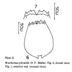 Brachionus plicatilis