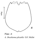 Brachionus plicatilis